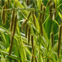 Carex pseudocyperus.JPG